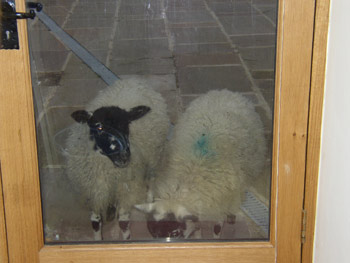 Sheep wanting an invite